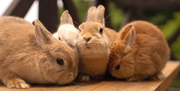 ペットショップ