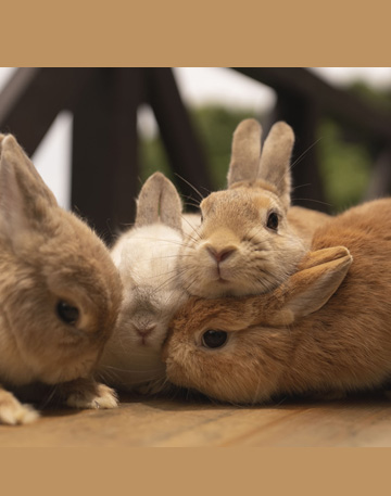 うさぎ・アヒルのブリード・接客